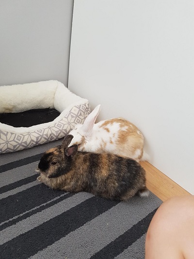 Sieste lapines.jpg