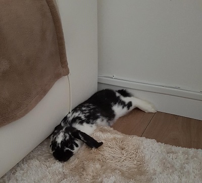 Sieste Floky.jpg