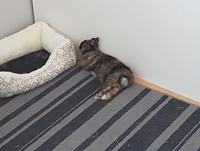 Sieste Naya.jpg