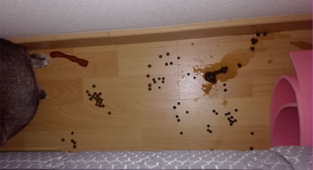 caca pipi nuit.JPG