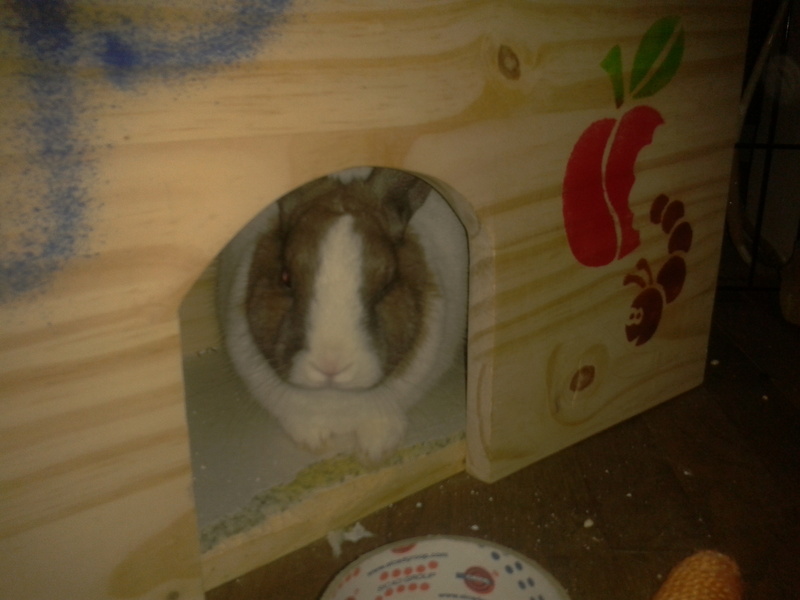 20111231124514pinpinou2.jpg