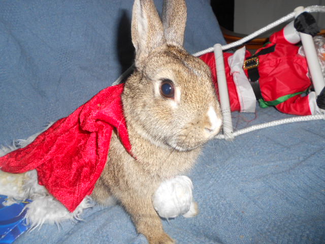 Browni♥ 065.JPG