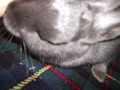 ma lapine dans son parc 023.JPG