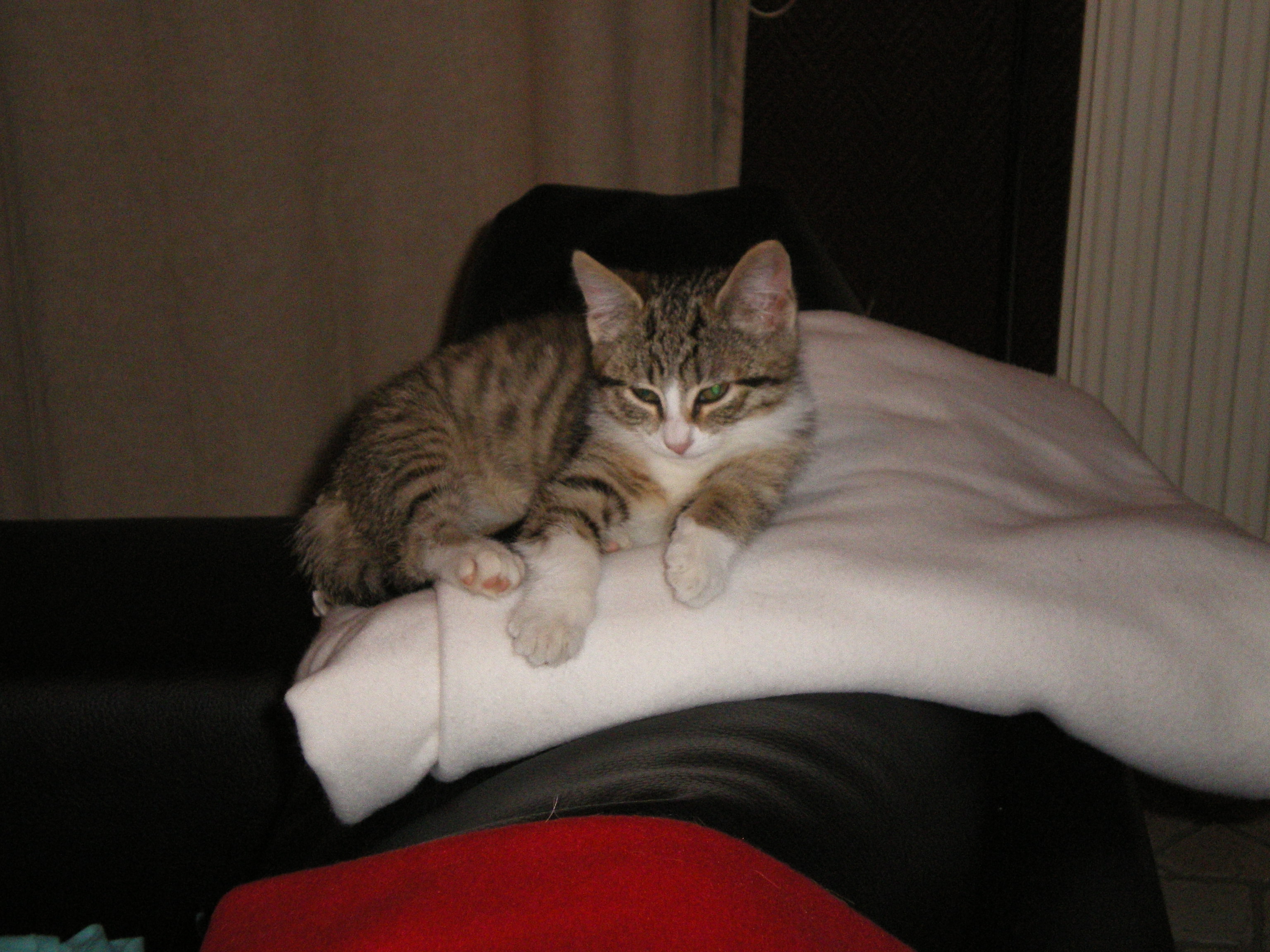 IMGP4483.JPG