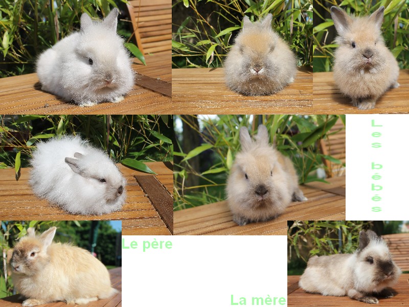 Lapinouu.jpg