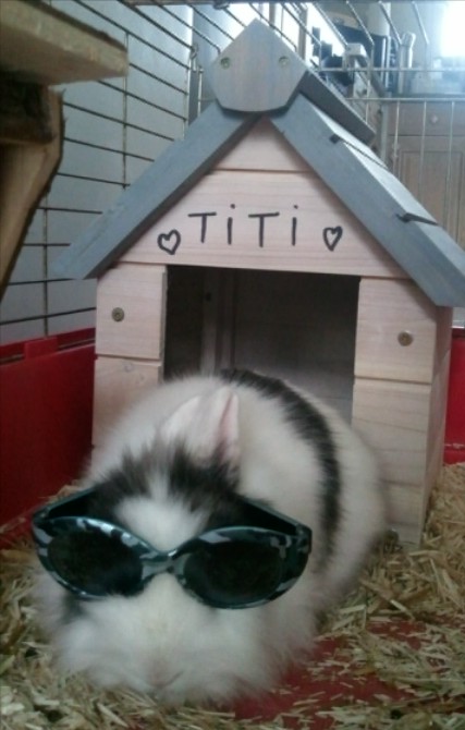 Titi soleil.jpg
