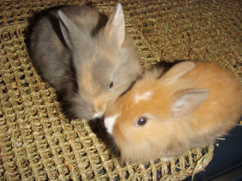 CHUPA CHUPS.jpg