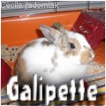 Galipette.jpg