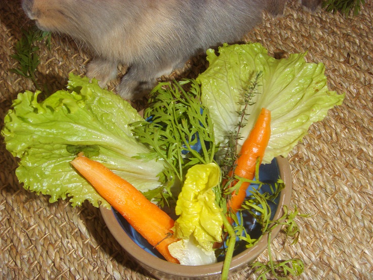 Salade lapin.jpg