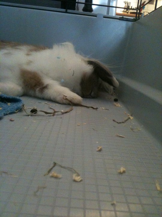 bistrot sleep.jpg