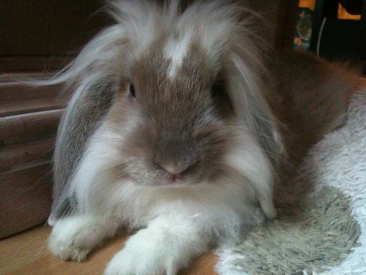 bunbun.jpg