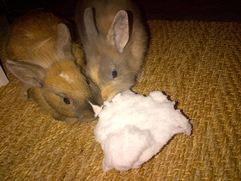 CHUPA CHUPS NEIGE.jpg