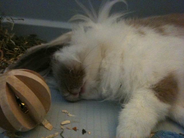 bistrot sleep1.jpg