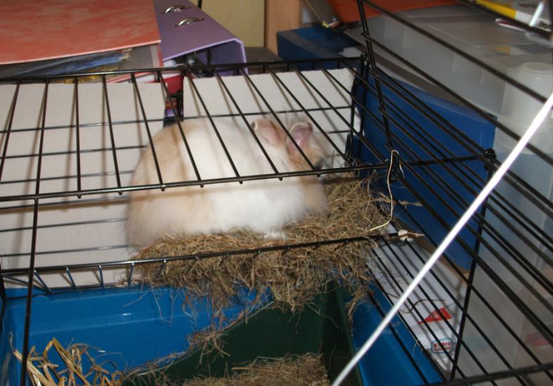 Pompon dans le ratelier.jpg