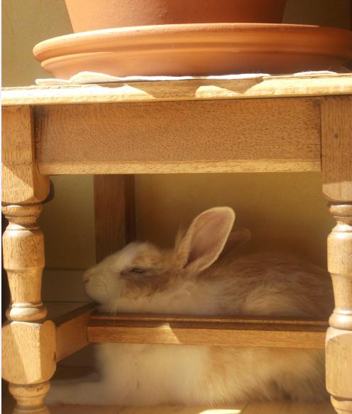 pompon fait sa sieste.jpg