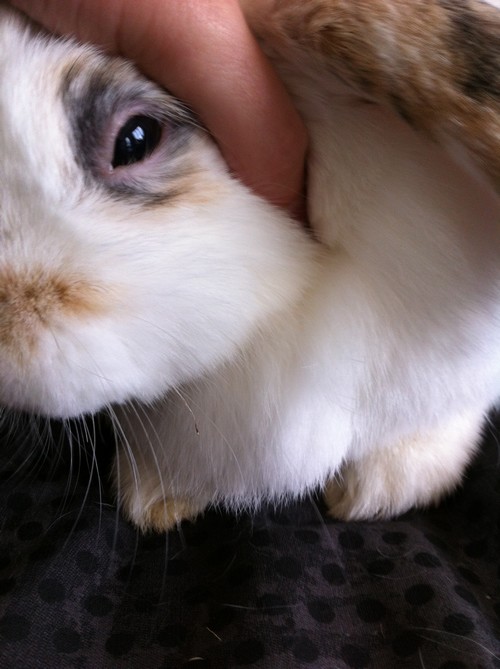 lapin1.jpg
