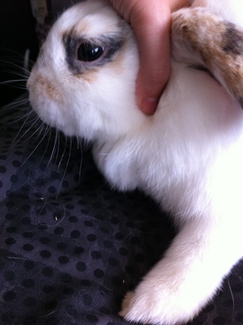 lapin2.jpg
