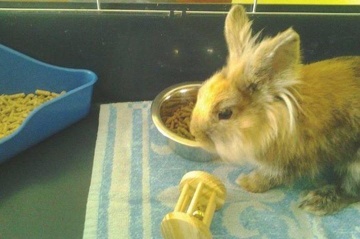 Gizmo.jpg