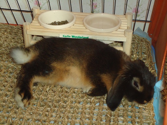 Billy qui fait un petit dodo.jpg