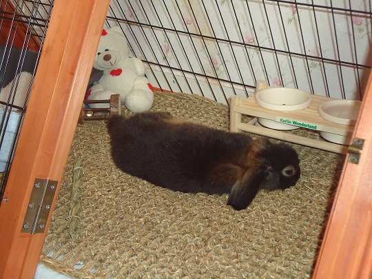 Billy qui se repose.jpg