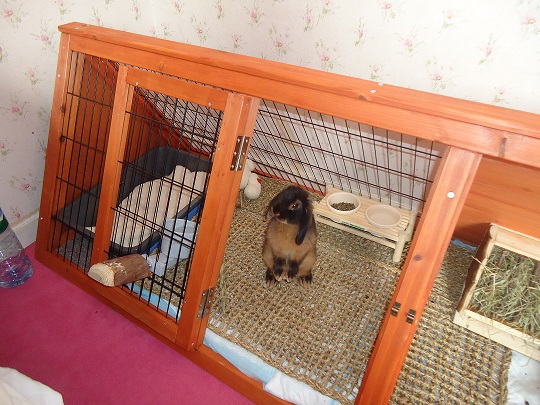 Loulou qui fait le beau.jpg