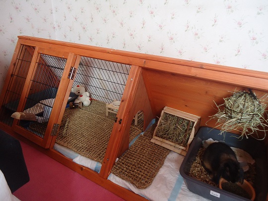 Le nouveau habitat de loulou.jpg