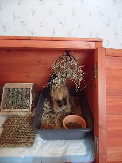 Billy qui mange son foin.jpg