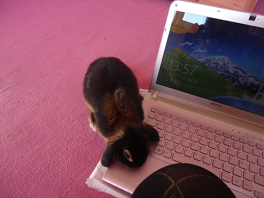 Billy qui veut apprendre le clavier d'un pc.jpg
