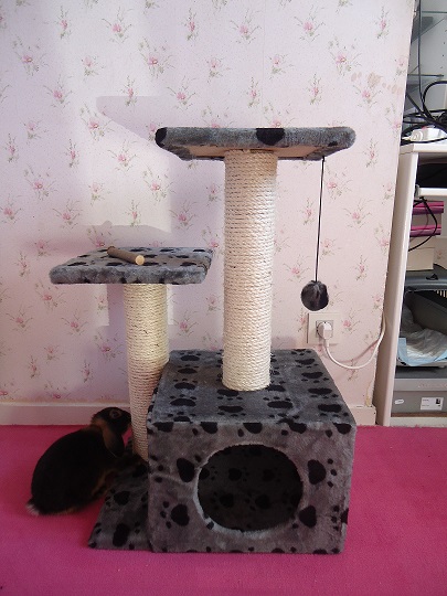 L'arbre à chat de loulou.jpg