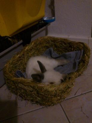 Igloo et les longues siestes.jpg