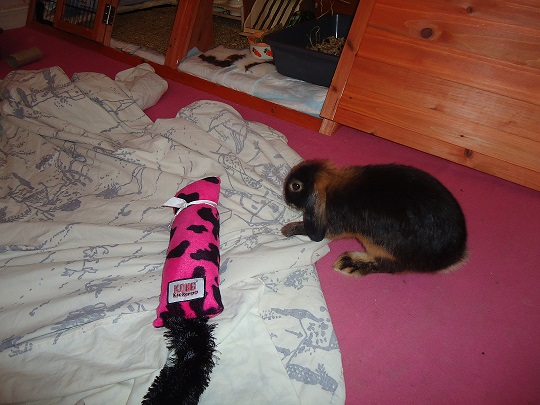 Billy qui gratte comme un fou.jpg