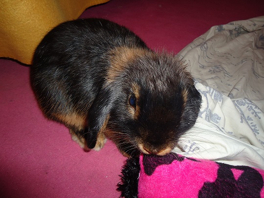 Billy et son nouveau Doudou.jpg