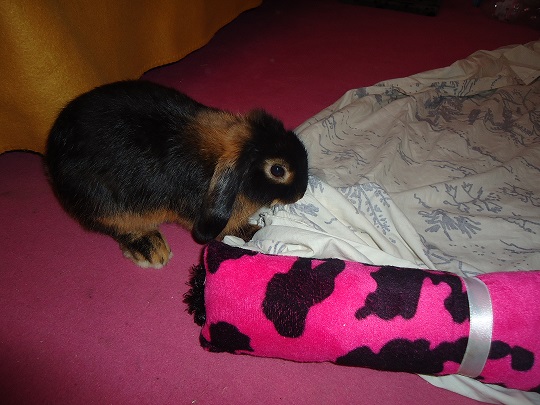 Billy et le drap.jpg