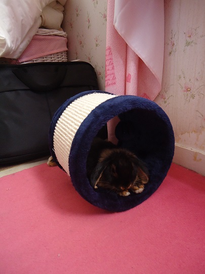 Billy qui se repose après avoir bien gratté.jpg