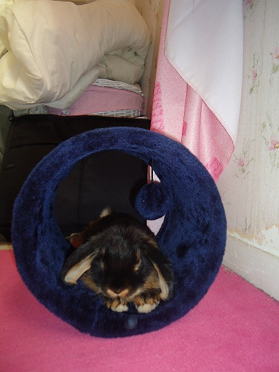 Billy qui fait un petit somme.jpg