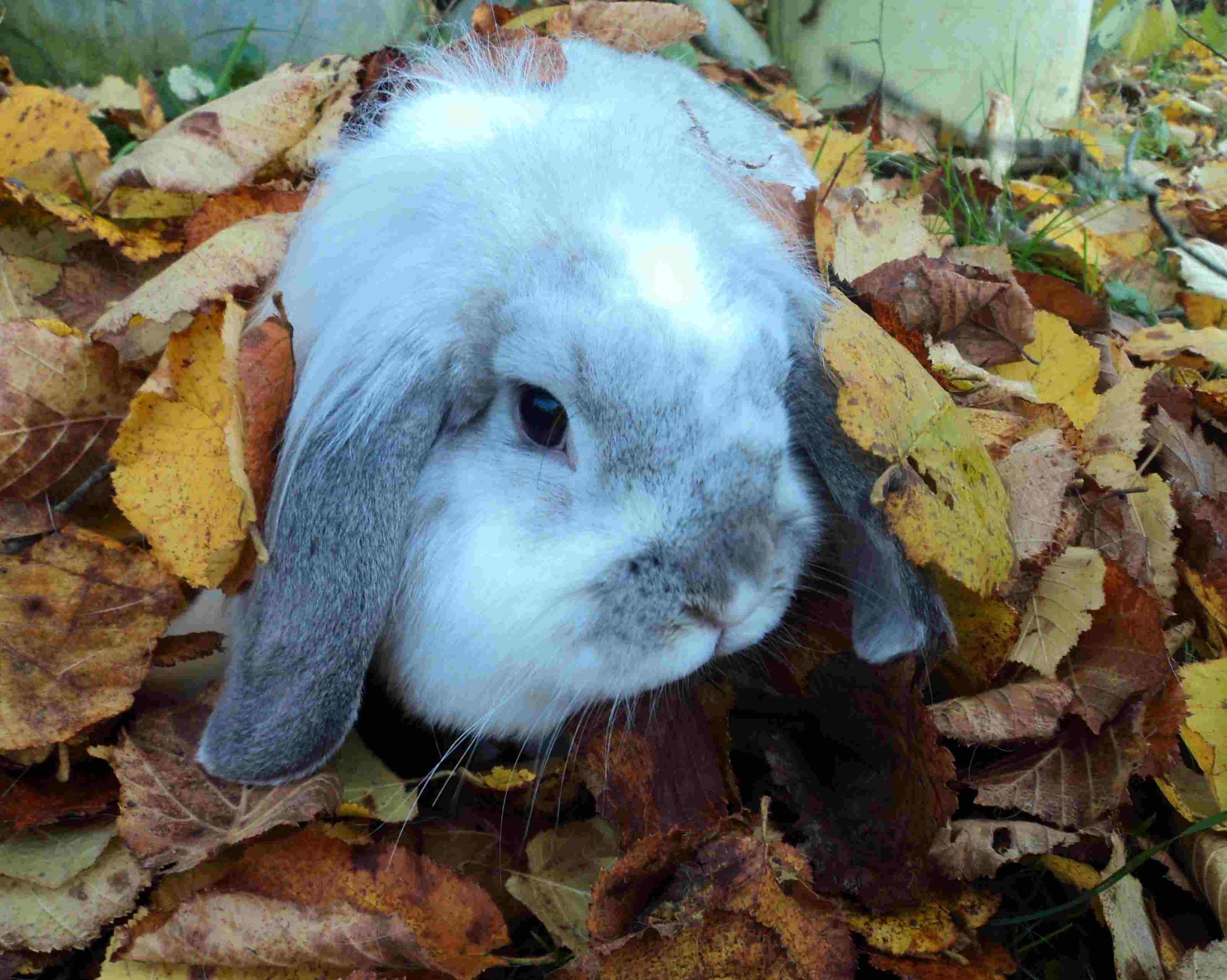 Lapins 034.JPG