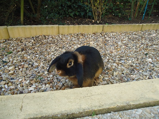 Coucou.jpg