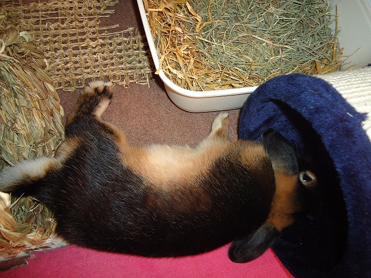 Un petit dodo.jpg
