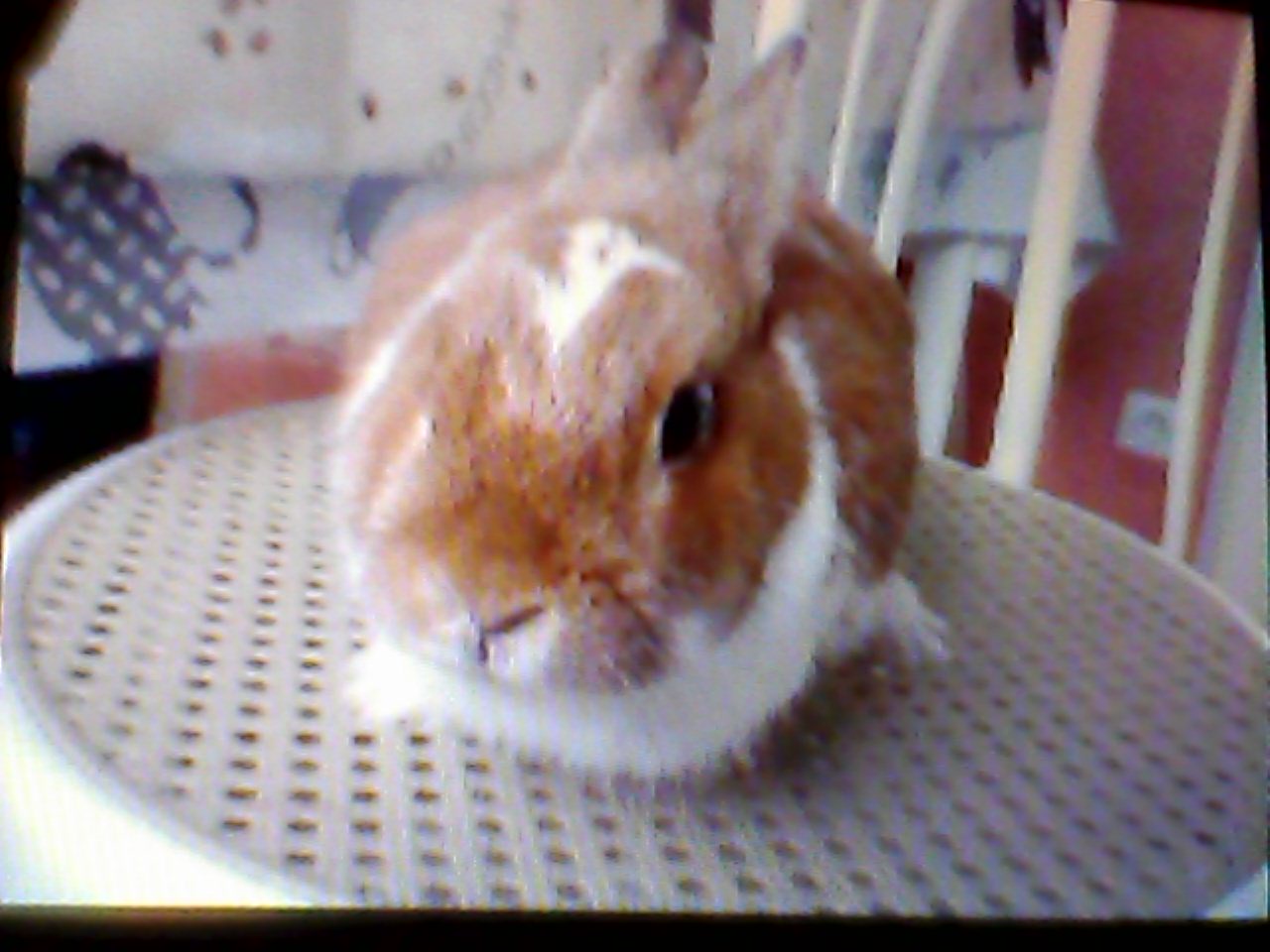 Clafouti mon chou .jpg