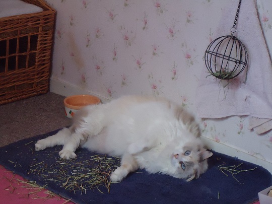 Et voila le chat qui squate.jpg