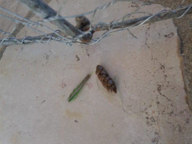 20140531_121333.jpg