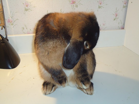 Moment de toilette.jpg