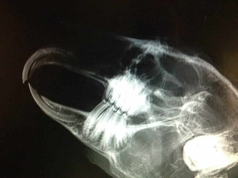 Dents lapin X.jpg