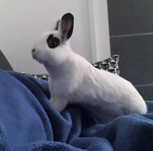 lapin.jpg