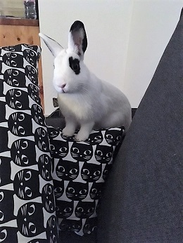 doudou panda.jpg