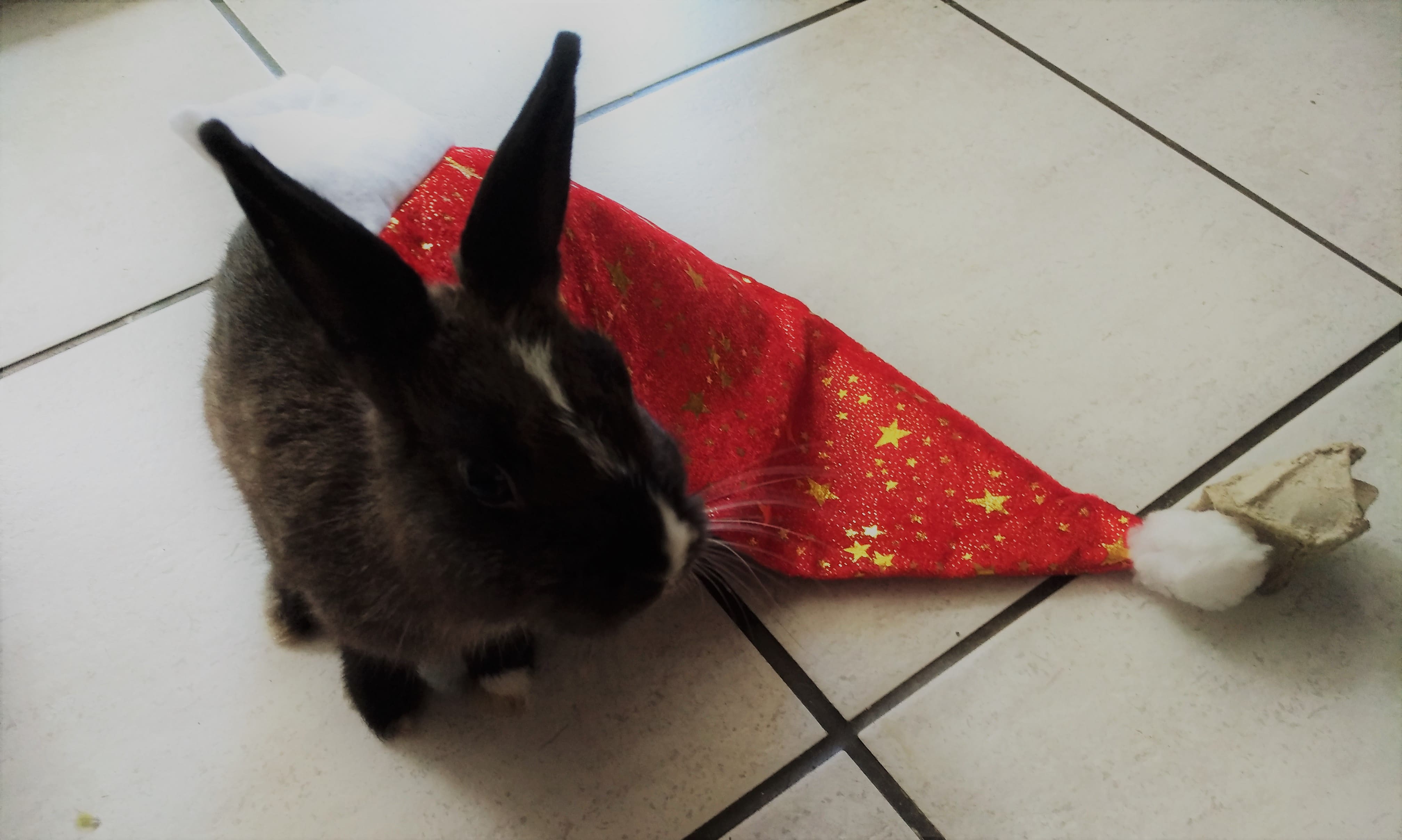 Yin et son premier chapeau noel 2017.jpg