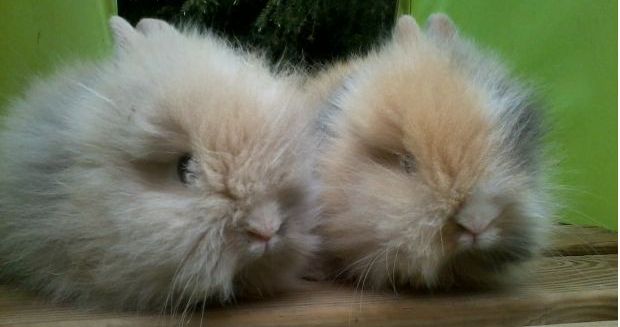 lapereau-nain-angora-teddy-20150617144632.jpg