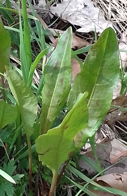 20180324_115419-2.jpg