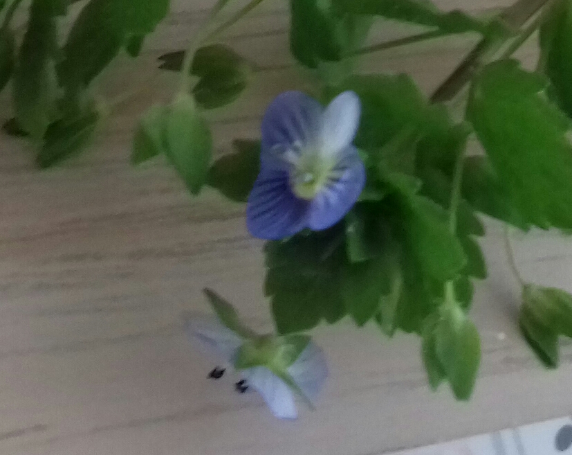 20180420_113649-2.jpg