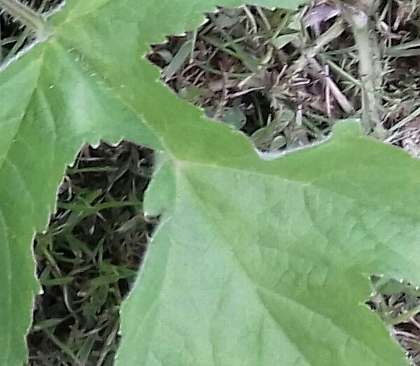 20180609_194450-1-1-1-1.jpg